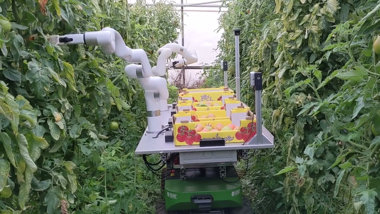 Agricultural robot harvesting tomatoes in an Israeli greenhouse