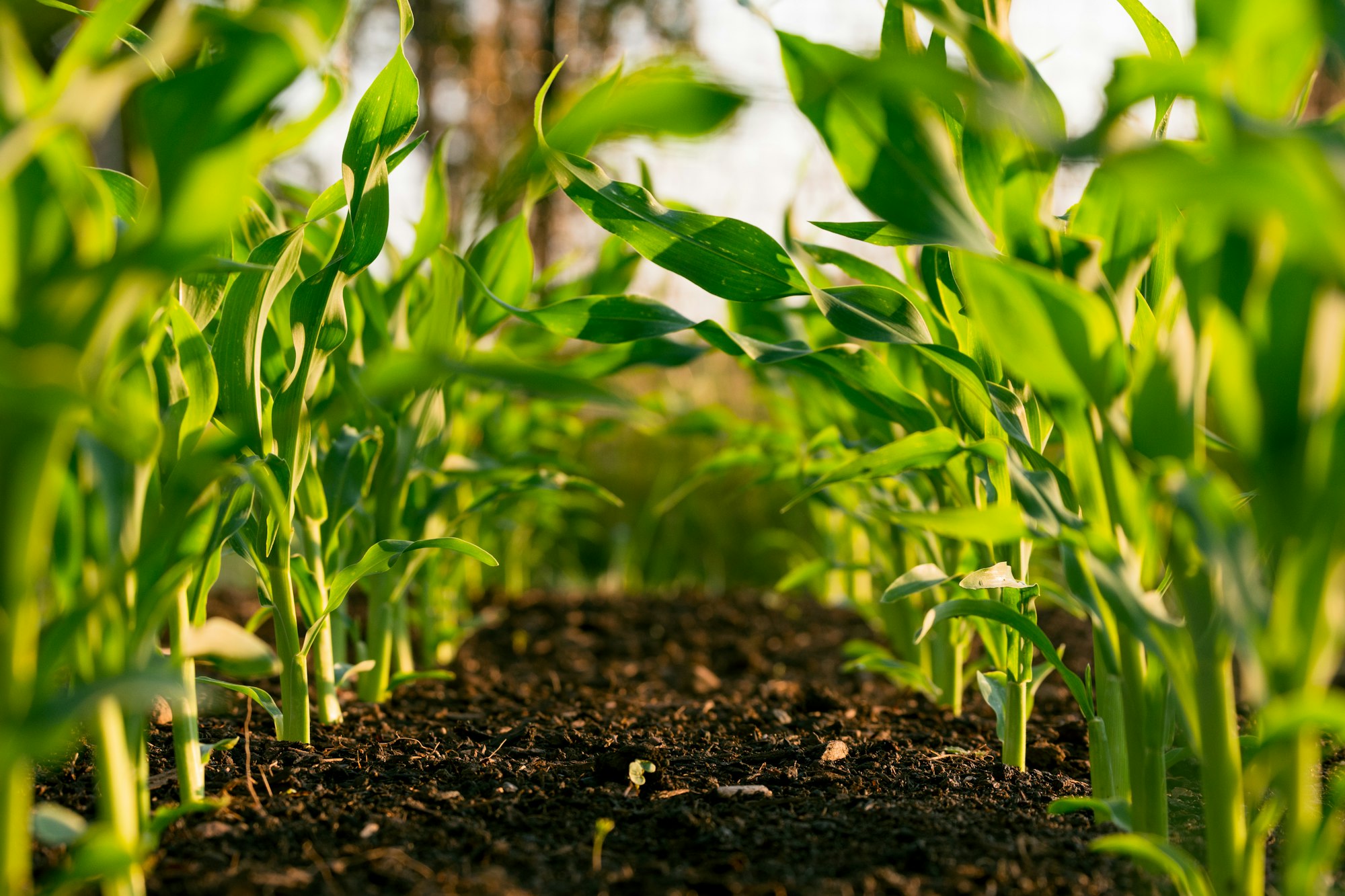 Aerial view of cultivated crop rows